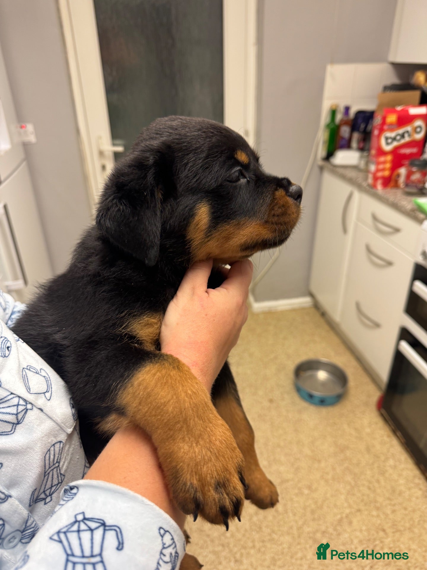 Rottweiler dogs KC Srb Rottweilers 19 champion winning bloodlines - Advert 2