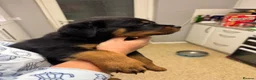 Rottweiler dogs for sale: KC Srb Rottweilers 19 champion winning bloodlines - Advert 18