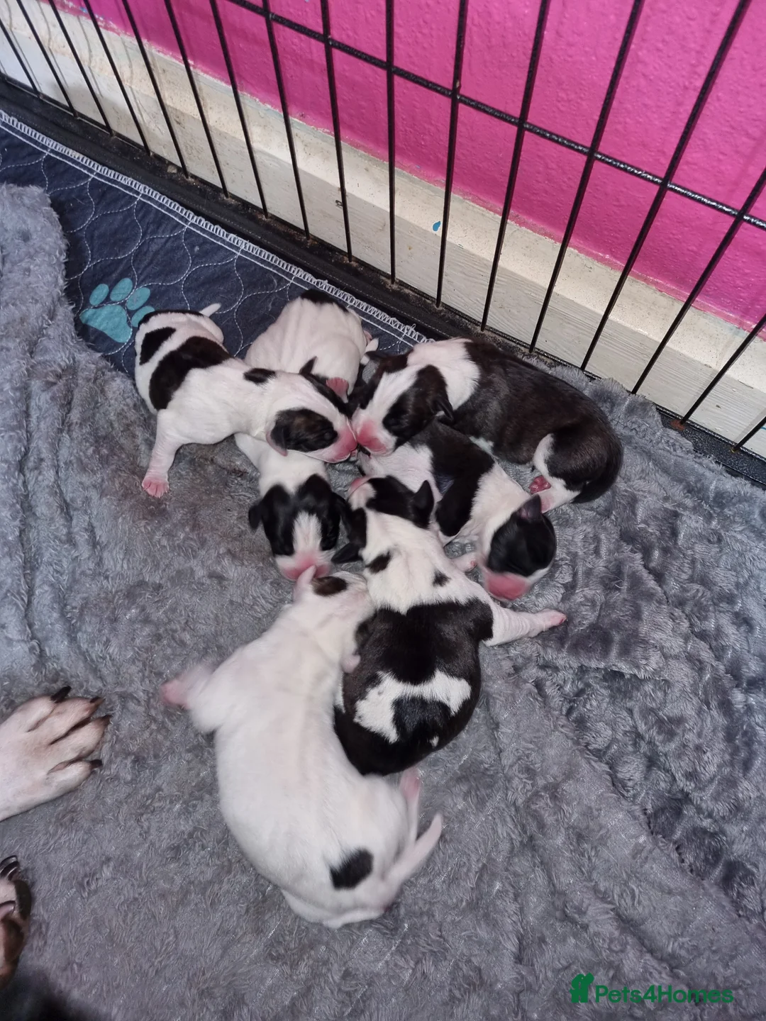Staffordshire Bull Terrier dogs for sale: Staffordshire Bull Terrier Pups - Advert 2