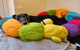 Greyhound dogs for sale: Male Greyhound for sale - Image 3