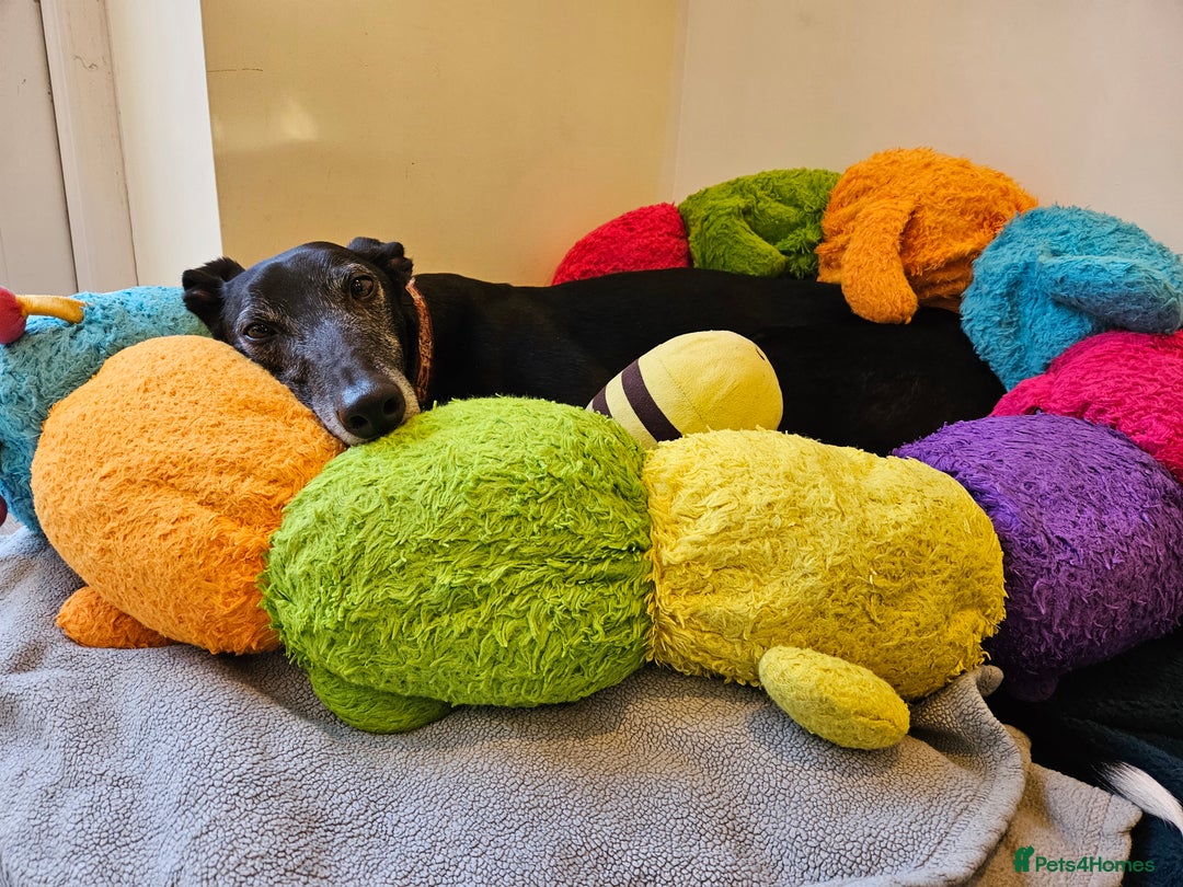 Greyhound dogs for sale: Male Greyhound for sale - Image 3