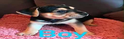 Mixed Breed dogs for sale: Jack Russell Cross Pocket Bully Puppies - Advert 5