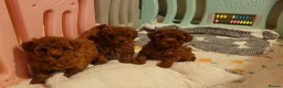 Toy Poodle dogs for sale:  Asian Toy Poodles (both parents Asian) For sale - Advert 4