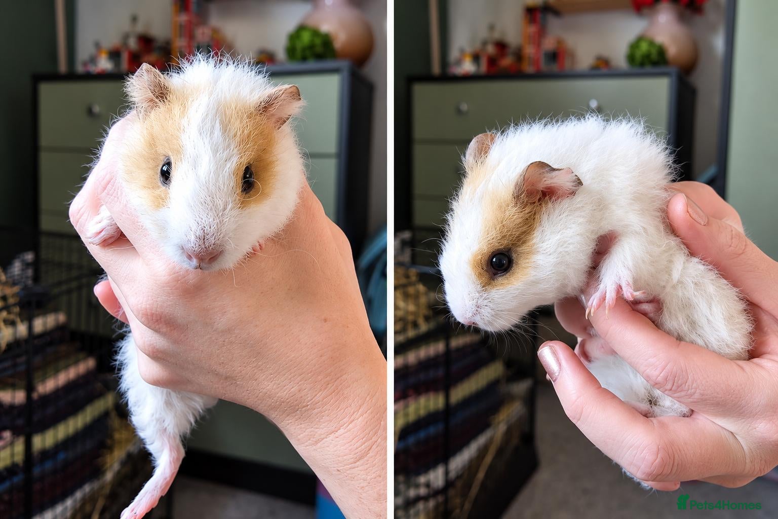 Guinea Pig rodents 🐹🤎 Beautiful Teddy Guinea Pigs 1 girl 2 boys. - Advert 1