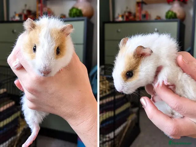 Guinea Pig rodents for sale: 🐹🤎 Beautiful Teddy Guinea Pigs ready to leave. - Advert 1