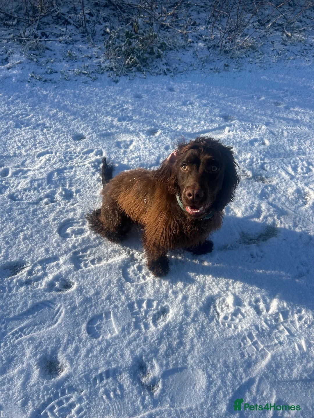 Cocker Spaniel dogs for sale: Chase  - Advert 2