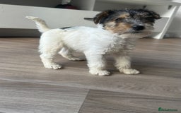 Fox Terrier dogs for sale: Fox Terrier puppies for sale - 07704995261 - Image 22