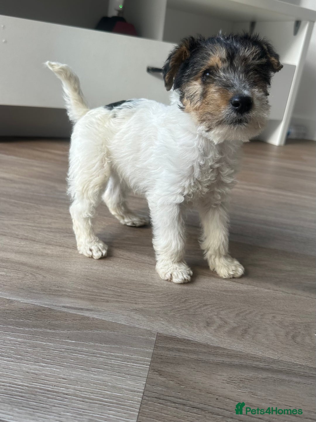 Fox Terrier dogs for sale: Fox Terrier puppies for sale - 07704995261 - Image 22