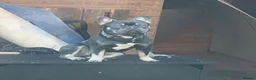 French Bulldog dogs for sale: Reluctantly rehoming frankie - Advert 2