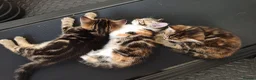Mixed Breed cats for sale: 3 beautiful playful kittens  - Advert 4