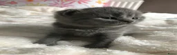 British Shorthair cats for sale: GCCF Blue and Bicolour Kittens  - Advert 9