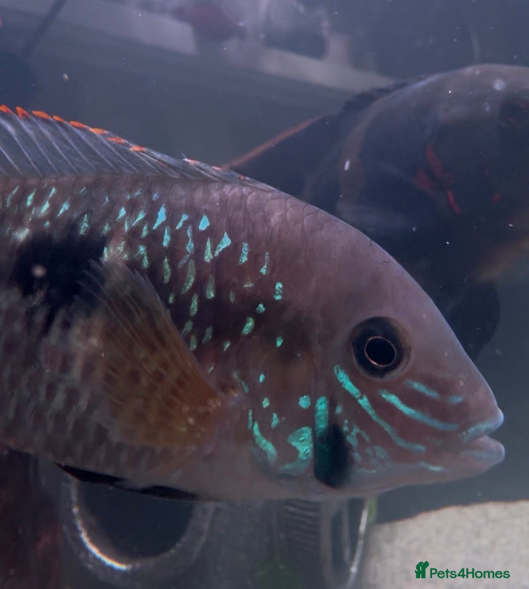 Cichlids fish for sale: Happy to consider reasonable offers - Advert 1