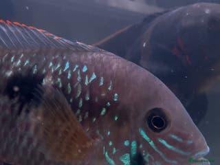 Cichlids fish Happy to consider reasonable offers - Advert 1