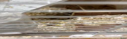 Gerbil rodents for sale: X2 gerbils - male in Worthing - Advert 2