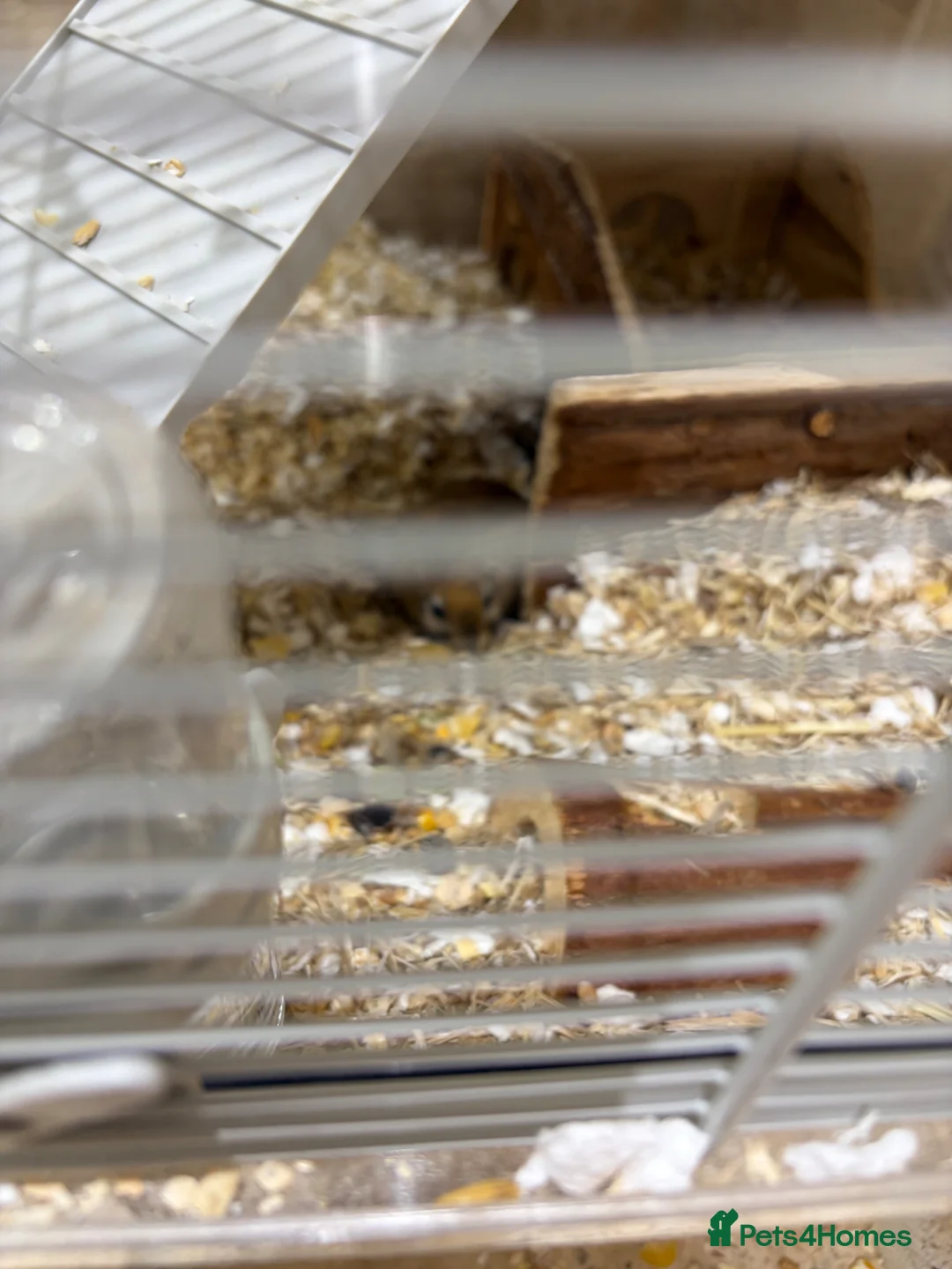 Gerbil rodents for sale: X2 gerbils - male in Worthing - Advert 2