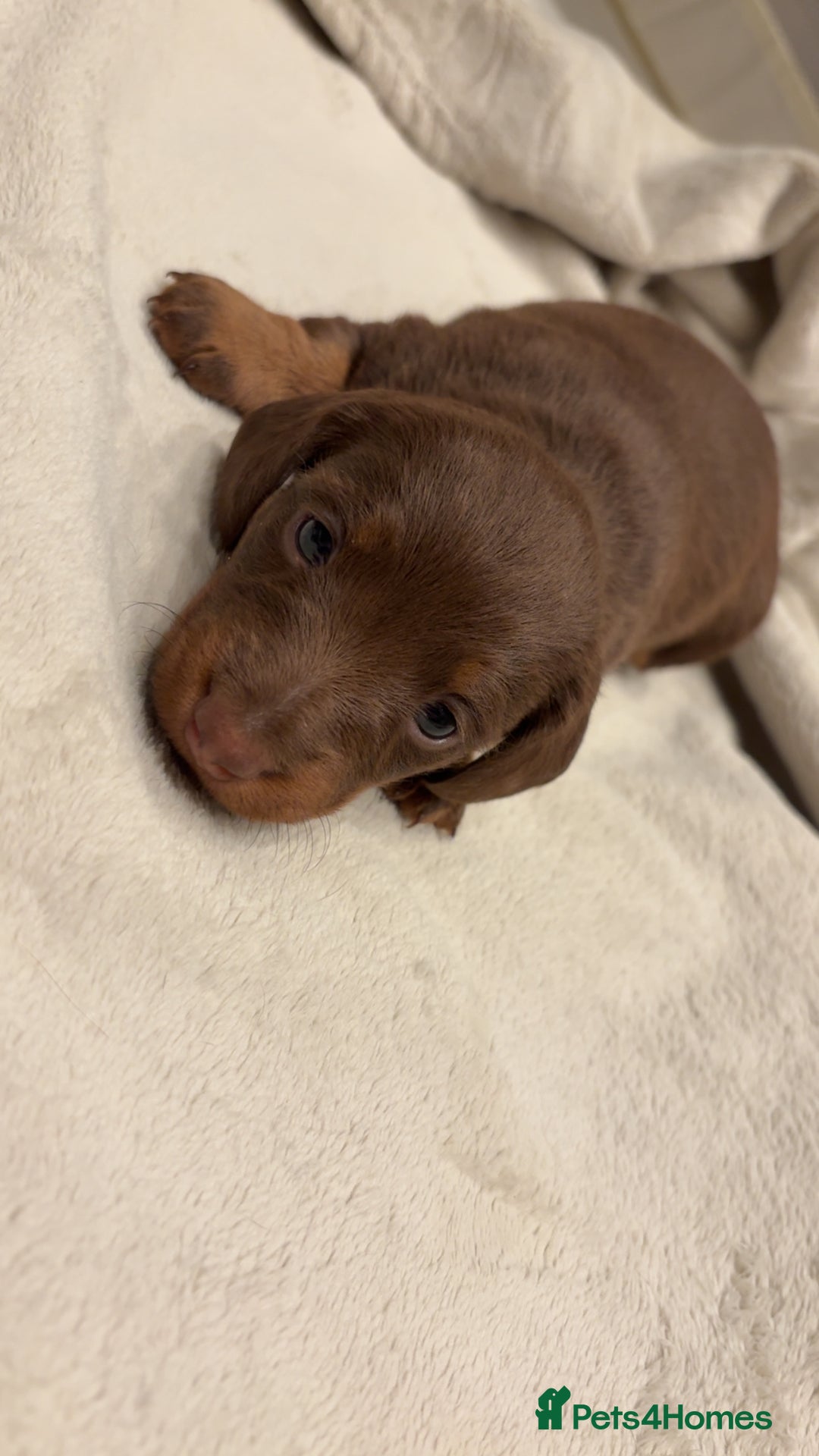 Miniature Dachshund dogs for sale: Our chocolate and tan pups  - Advert 9