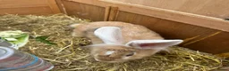 Lionhead rabbits for sale: 2 adorable Lion head rabbits - Advert 4