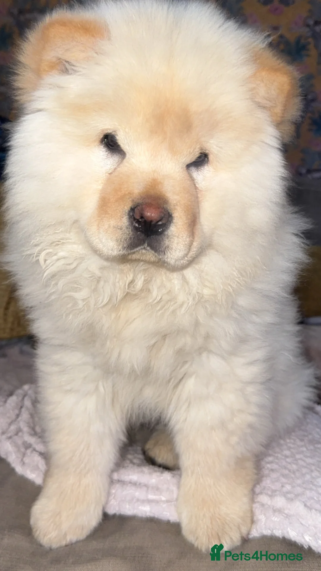 Chow Chow dogs for sale: Miss Elsa Marie  in Rotherham - Advert 2