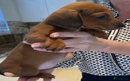 Mixed Breed dogs for sale: Mini Dachaund x mini Jack Russel  - Image 3