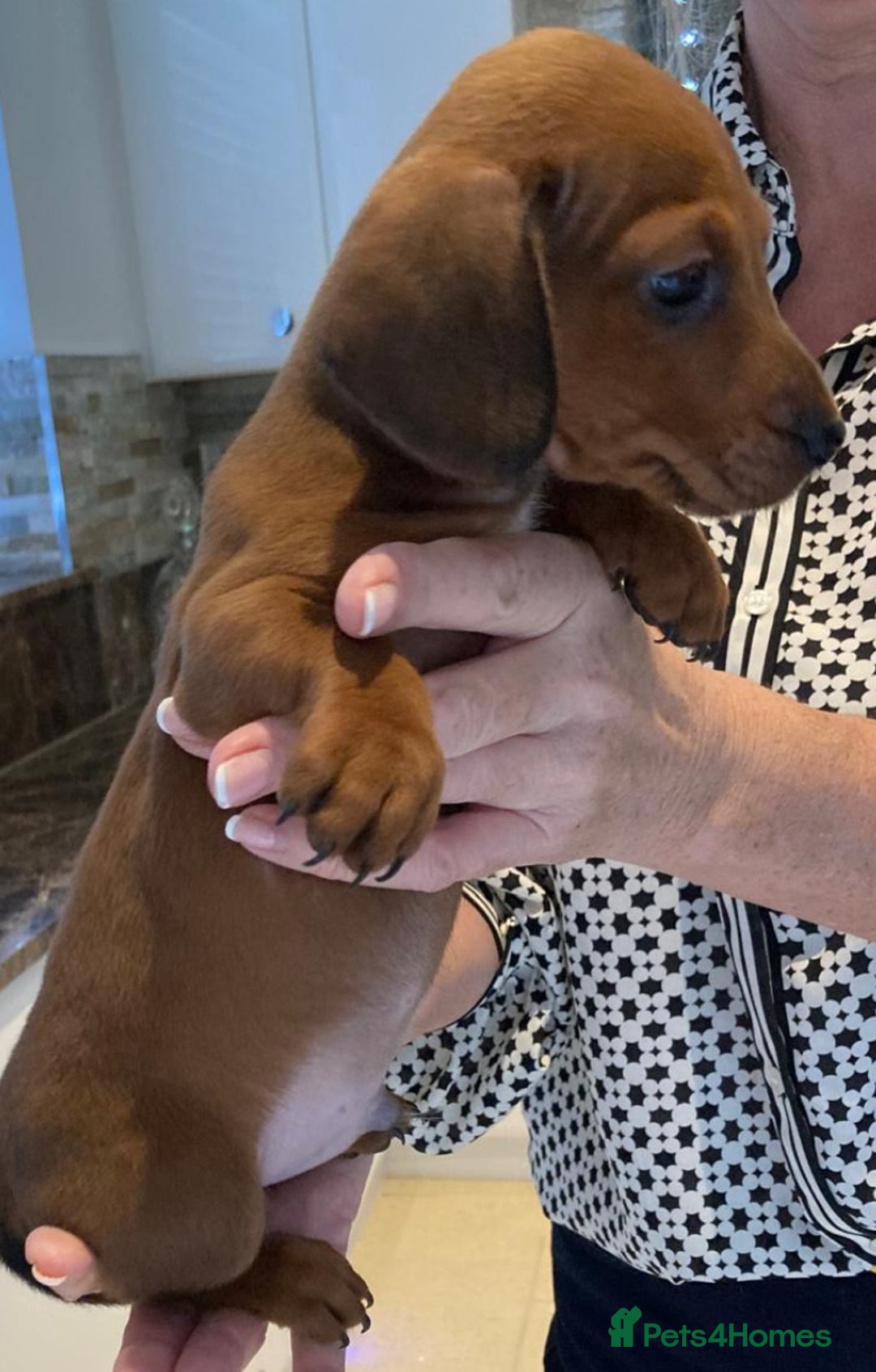 Mixed Breed dogs for sale: Mini Dachaund x mini Jack Russel  - Image 3