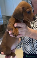 Mixed Breed dogs - Advert 3