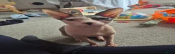 Sphynx cats for sale: Gorgeous bonded pair of Sphynx cats in Worthing - Advert 8