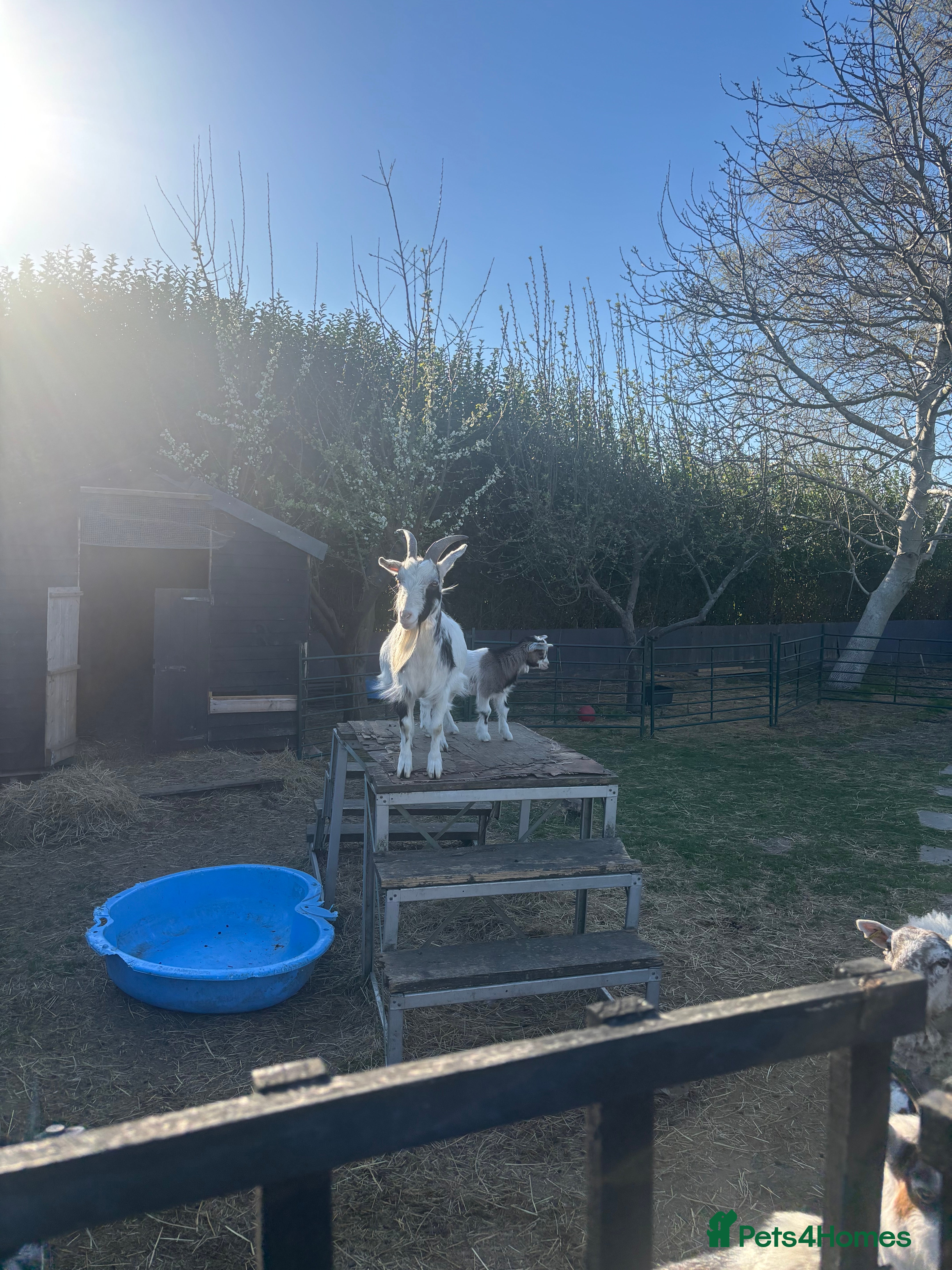 Goats livestock Pigmy goats - Advert 2