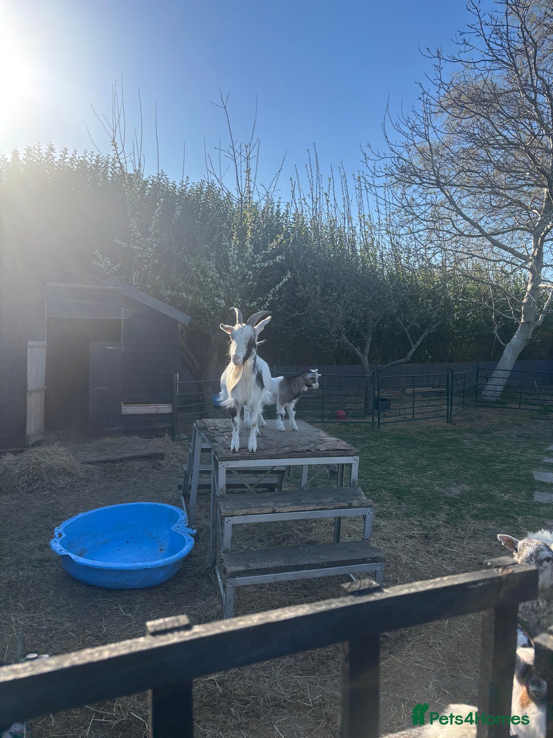 Goats livestock for sale: Pigmy goats - Advert 1