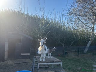 Goats livestock Pigmy goats - Advert 2