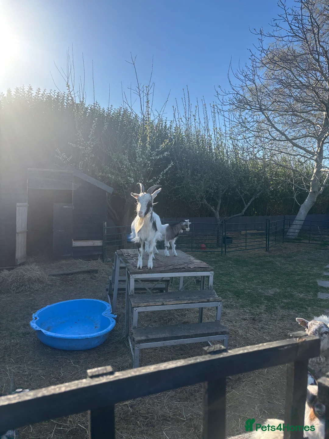 Goats livestock for sale: Pigmy goats - Advert 1