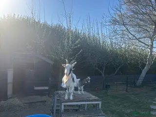 Goats livestock Pigmy goats - Advert 9