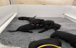 Labrador Retriever dogs for sale: Beautiful KC Black Female Pups  - Image 5