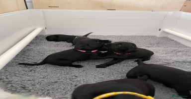 Labrador Retriever dogs - Advert 2
