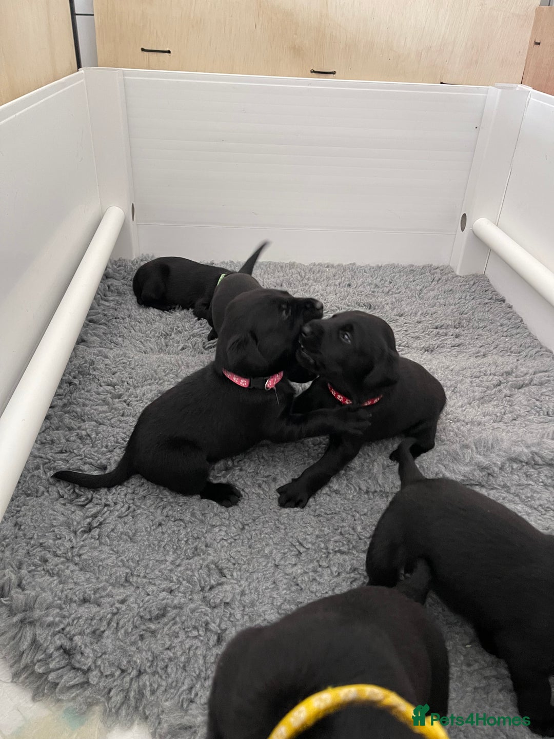 Labrador Retriever dogs for sale: Beautiful KC Black Female Pups  - Image 5