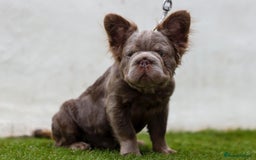 French Bulldog dogs for sale: Fluffy Big rope French bulldog  - Image 1