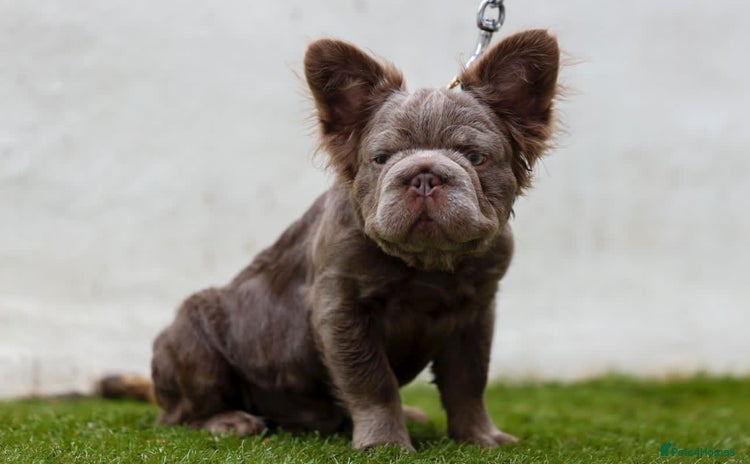 French Bulldog dogs - Advert 4