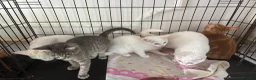Domestic Shorthair cats for sale: Kittens for sale ASAP - Advert 5