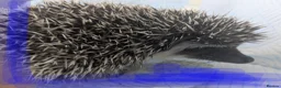 Pygmy Hedgehog rodents for sale: African pgymy hedgehog ready to leave in Aldershot - Advert 7