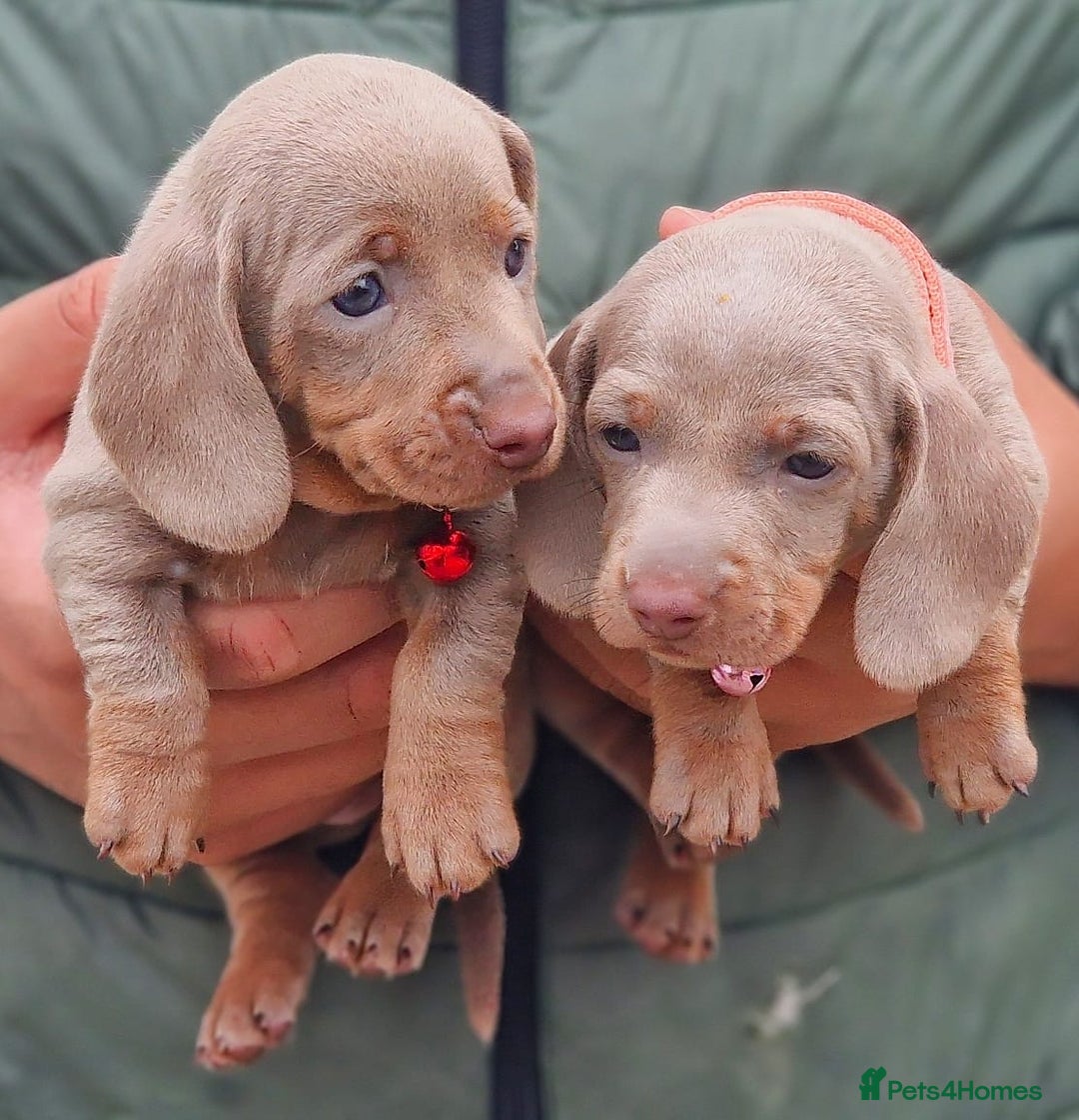 Dachshund dogs for sale: SHOW QUALITY PUPS AVAILABLE  - Image 5