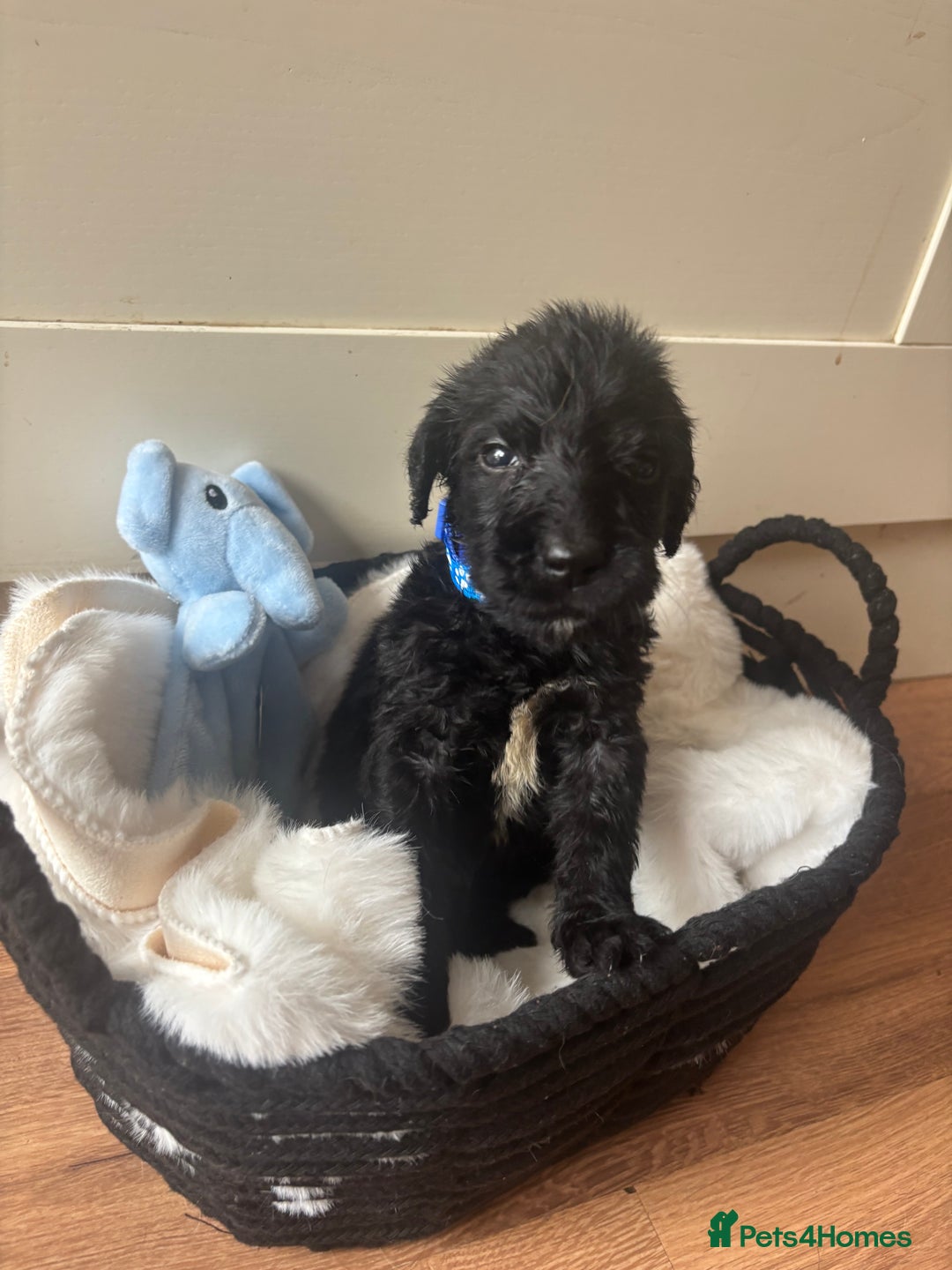 Labradoodle dogs for sale: F1 Labradoodles  - Image 6