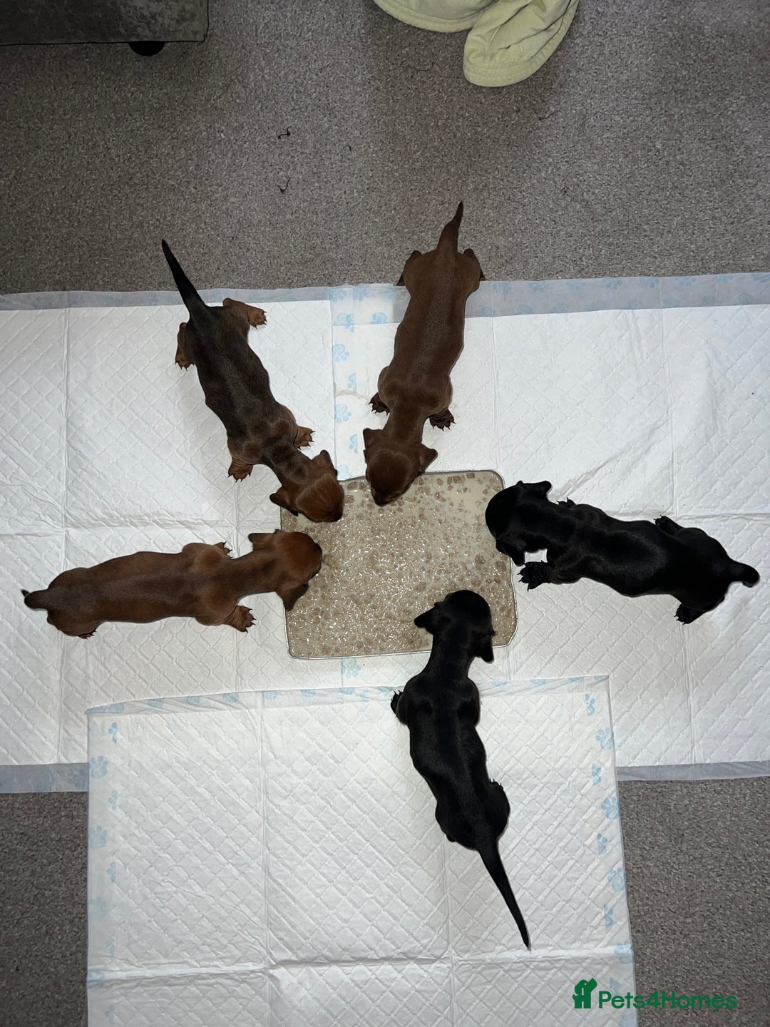 Dachshund dogs for sale: Miniature Dachshund Puppies  - Image 19