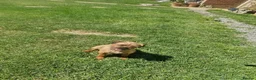 Border Terrier dogs for sale: Beautiful border terrier pups - Advert 3