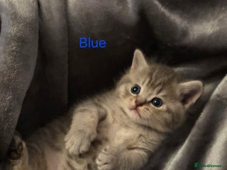 British Shorthair cats - Advert 18