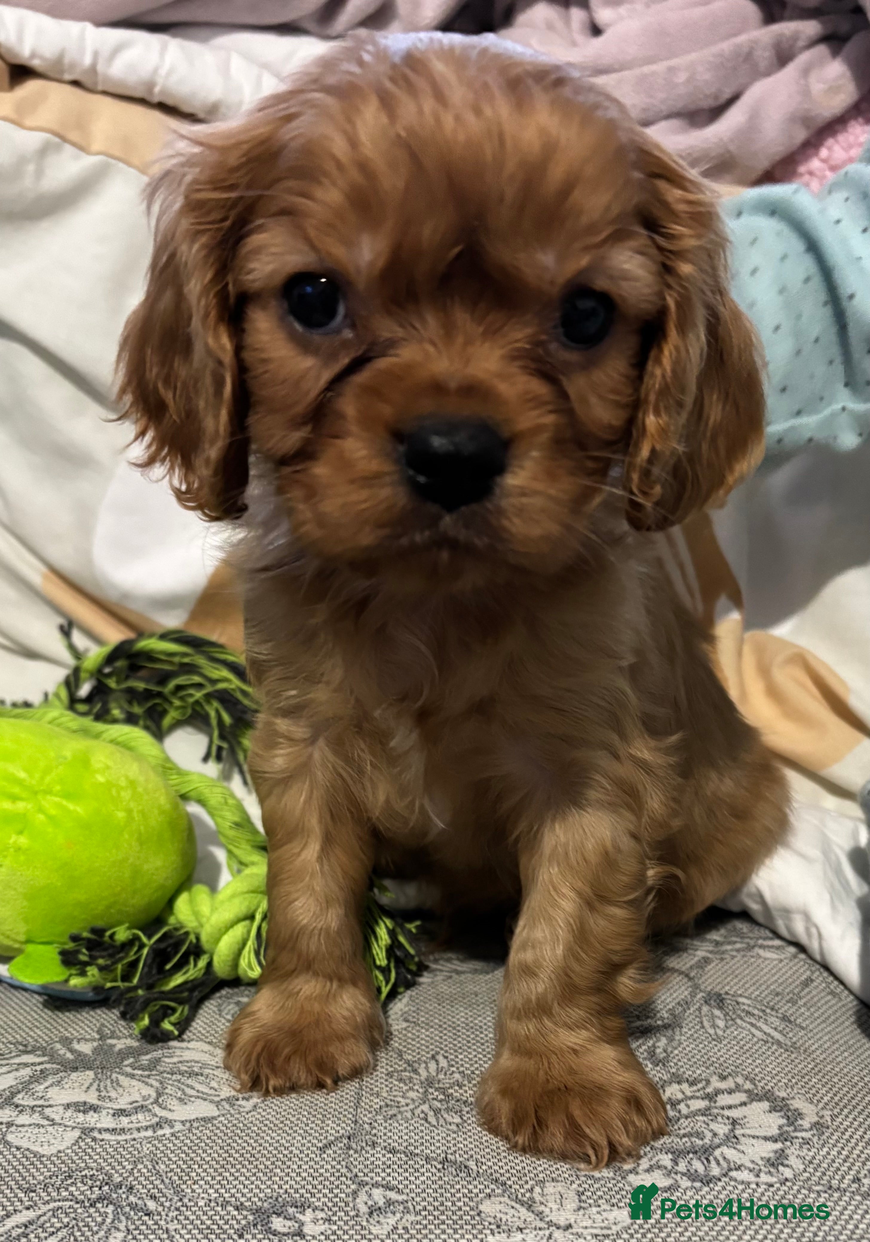 Cavalier King Charles Spaniel dogs Ready now 3avail Ruby cavalier King Charles  - Advert 17