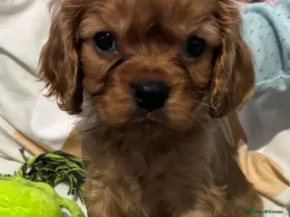Cavalier King Charles Spaniel dogs Ready now 3avail Ruby cavalier King Charles - Advert 17