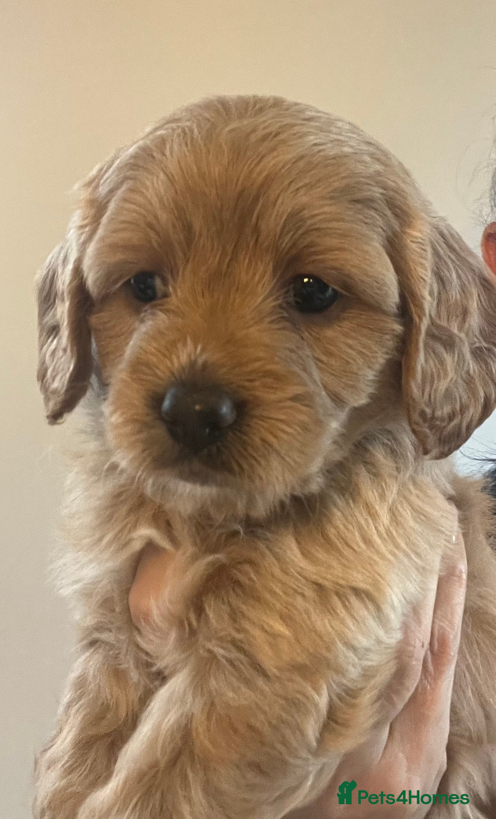 Cavapoochon dogs 2 Cavapoochon Girl puppies ready to reserve  - Advert 1