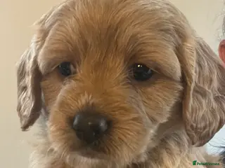 Cavapoochon dogs 2 Cavapoochon Girl puppies ready to reserve - Advert 2