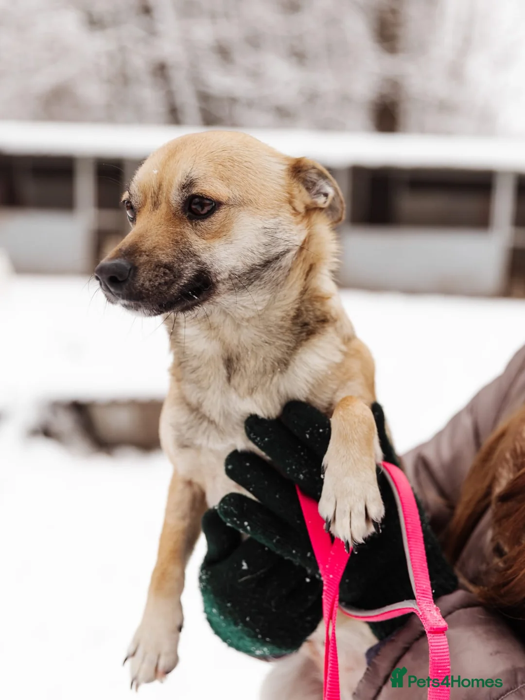 Mixed Breed dogs for adoption: ❤️LEESA❤️ small in size, big in heart young girl - Advert 5