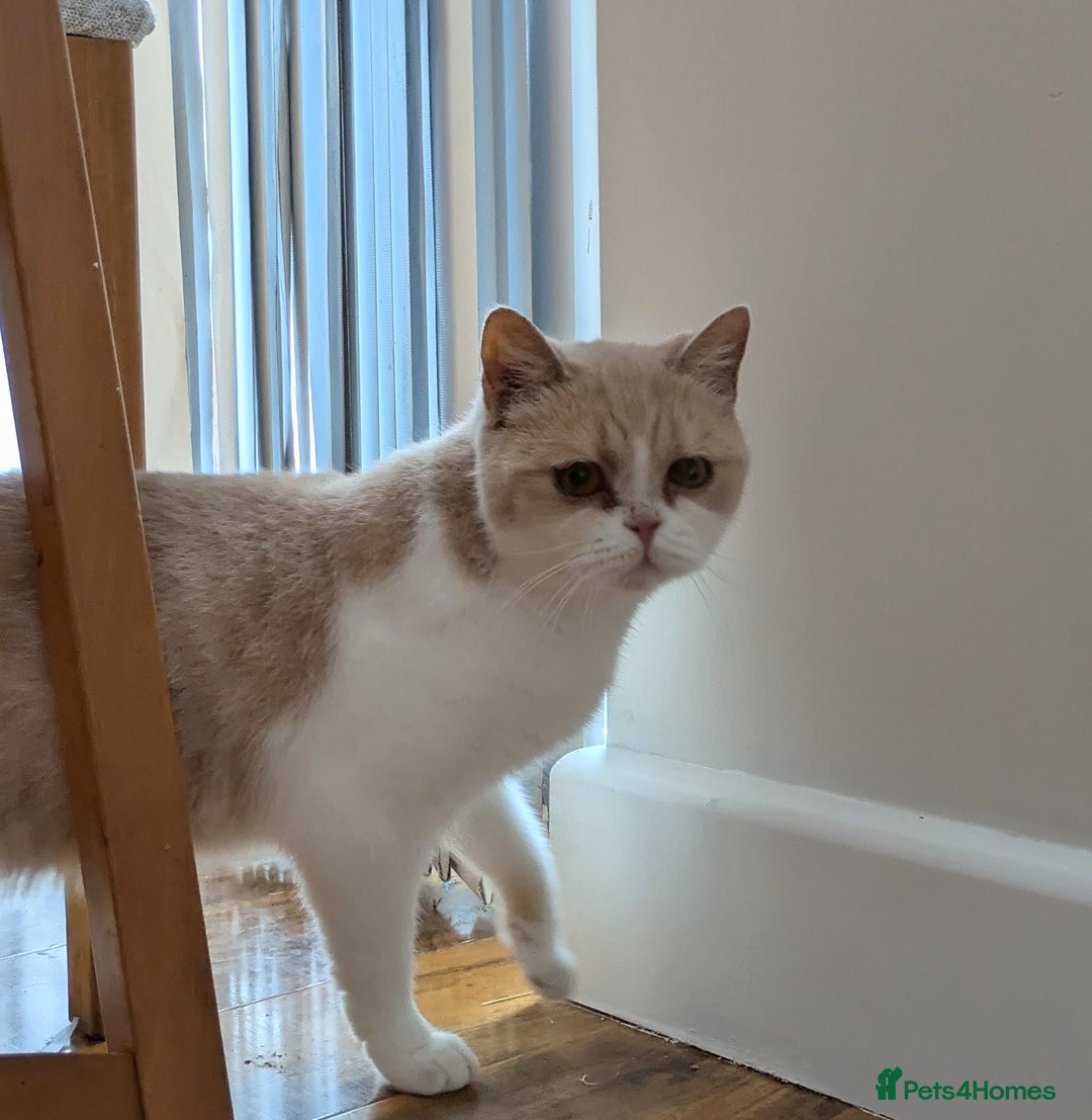 British Shorthair cats for sale: British shorthair adults  - Advert 3