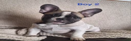 French Bulldog dogs for sale: 🐾 French bulldog puppies lookin for forever home - Advert 8